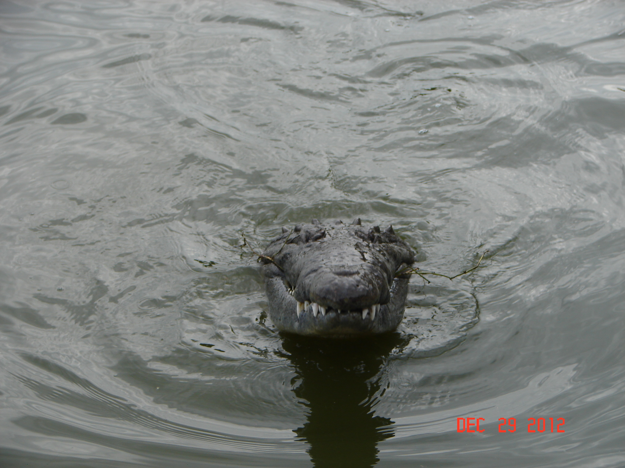 American Crocodile