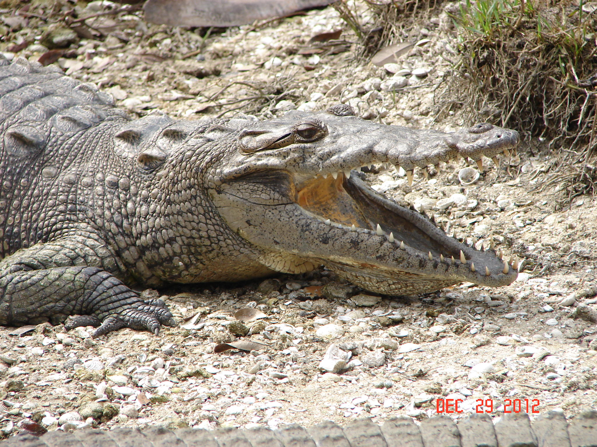 American Crocodile